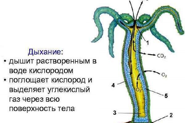 Кракен перестал работать